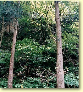 橋台跡