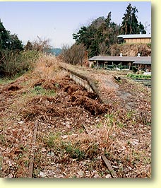 �׋v���w��