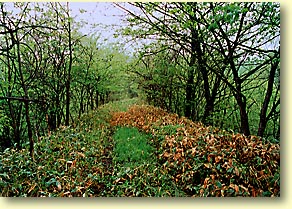 築堤跡